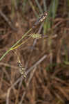 Barratt's sedge